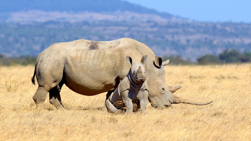 Quelle est la meilleure période pour visiter le Kenya ?