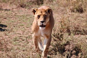 Comment se déroule un safari en Tanzanie ?